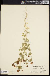 Trifolium aureum image