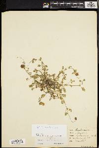Image of Trifolium carolinianum