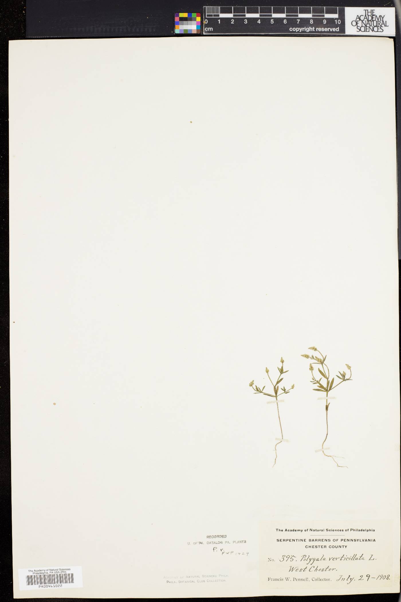 Polygala verticillata var. isocycla image