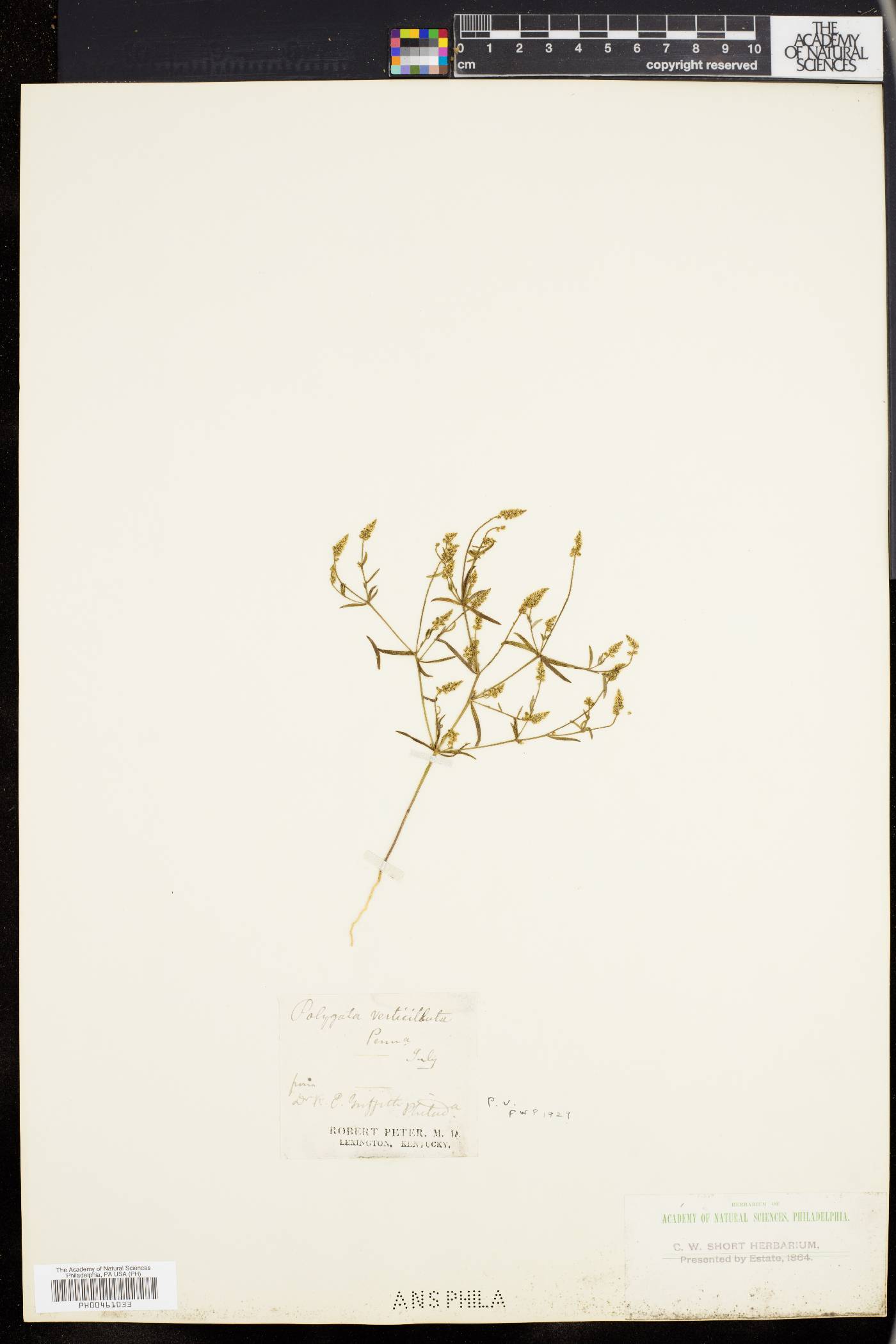 Polygala verticillata var. isocycla image