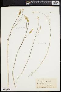Polygala incarnata image