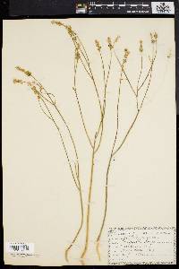 Polygala incarnata image