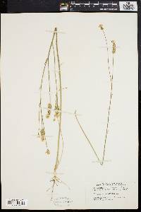 Polygala incarnata image