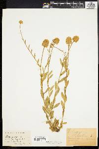 Polygala lutea image