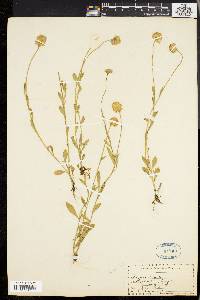 Polygala lutea image