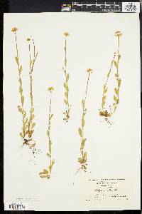 Polygala lutea image