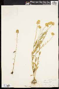 Polygala lutea image