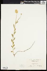 Polygala lutea image