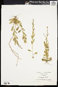 Polygala lutea image