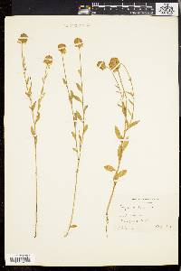 Polygala lutea image