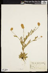 Polygala lutea image