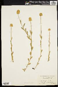 Polygala lutea image