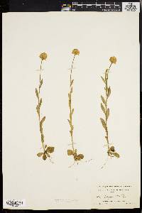 Polygala lutea image