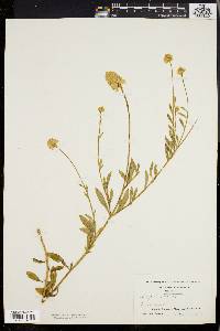 Polygala lutea image