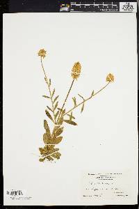 Polygala lutea image