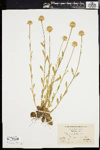 Polygala lutea image