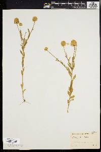 Polygala lutea image