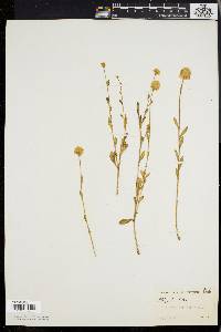 Polygala lutea image