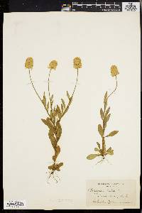 Polygala lutea image