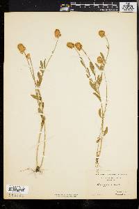 Polygala lutea image