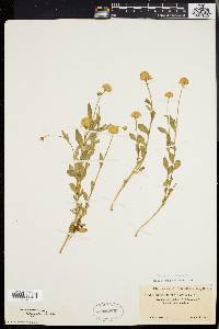 Polygala lutea image