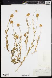 Polygala lutea image