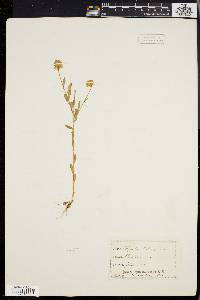 Polygala lutea image