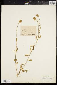 Polygala lutea image