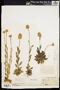 Polygala lutea image