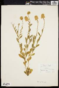 Polygala lutea image