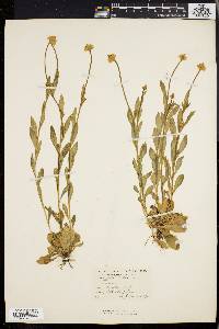 Polygala lutea image