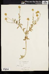 Polygala lutea image