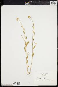 Polygala lutea image