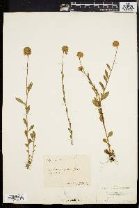 Polygala lutea image