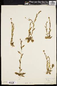 Polygala lutea image