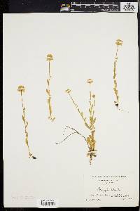 Polygala lutea image