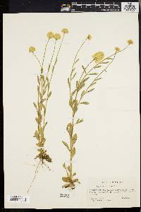 Polygala lutea image