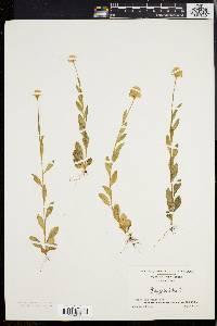 Polygala lutea image