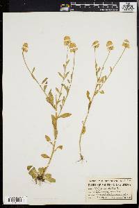 Polygala lutea image