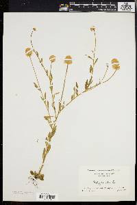 Polygala lutea image