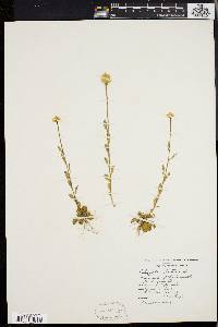 Polygala lutea image