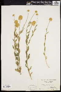 Polygala lutea image