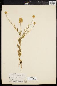 Polygala lutea image