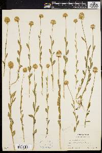 Polygala lutea image