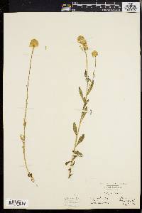 Polygala lutea image