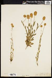 Polygala lutea image