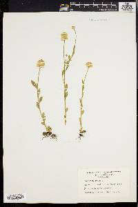 Polygala lutea image