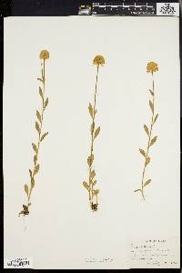 Polygala lutea image