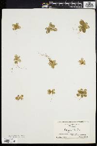 Polygala lutea image