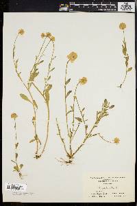 Polygala lutea image